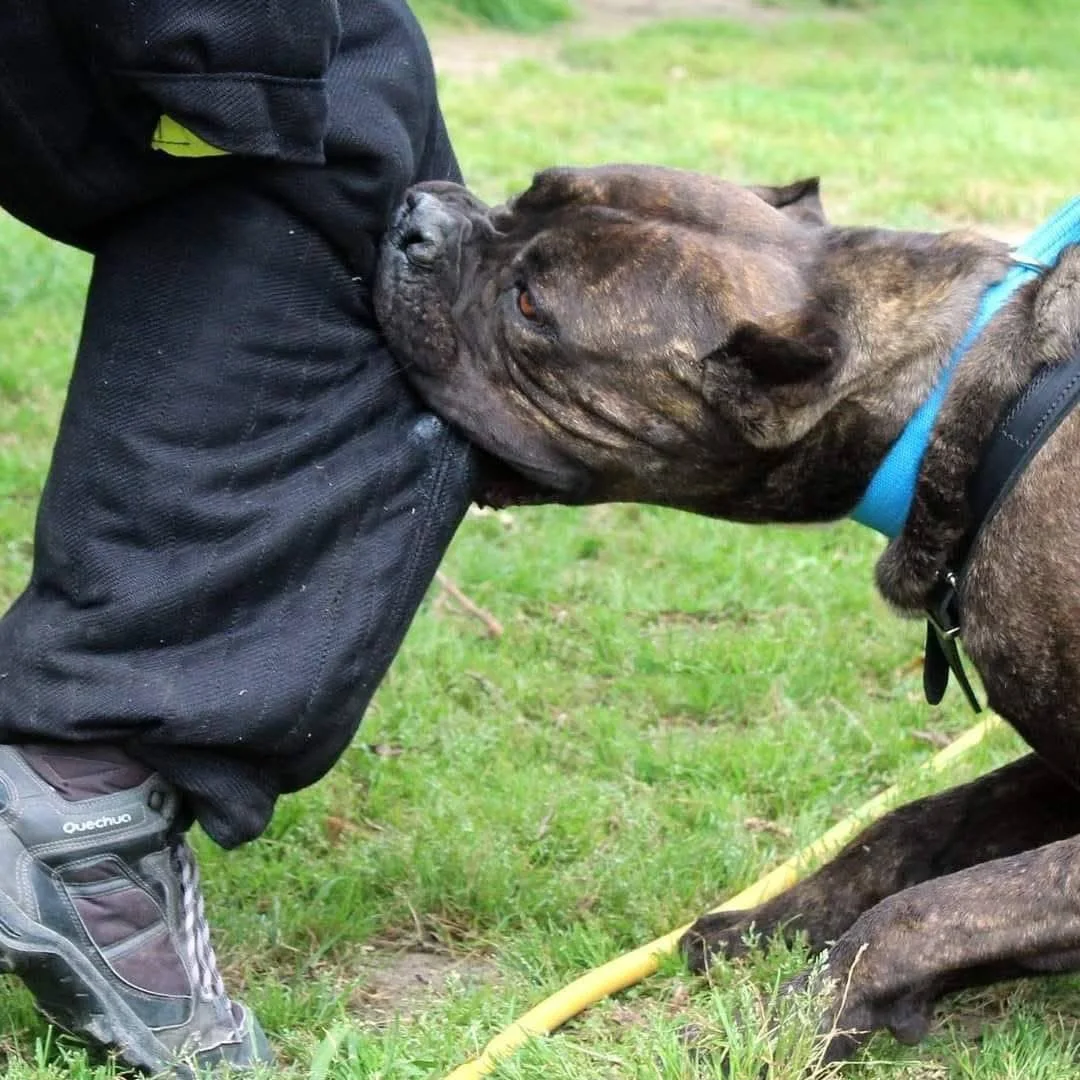 Cane Corso tigrato durante un esercizio di difesa